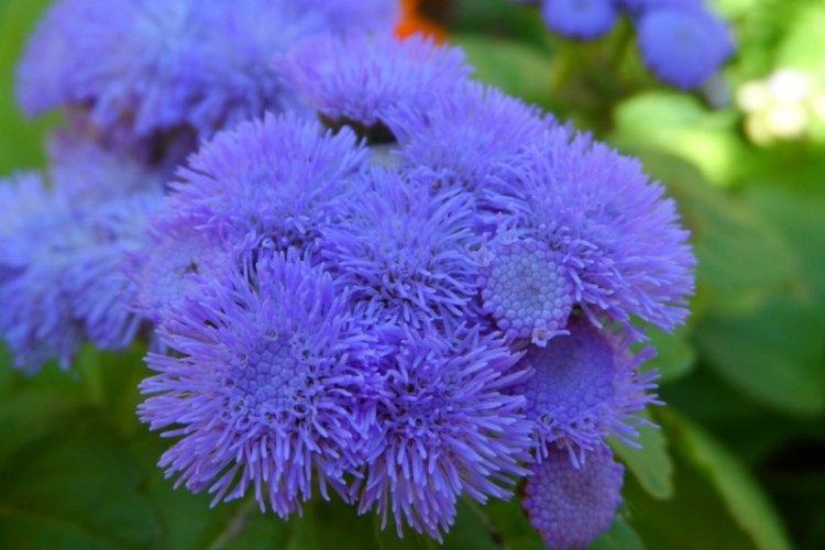 Všeobecné informácie - Ageratum Všeobecné informácie - Ageratum