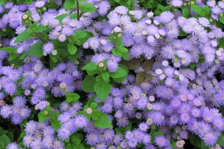 Ageratum Blaue Kappe - druhy ageratum Ageratum Blaue Kappe - druhy ageratum