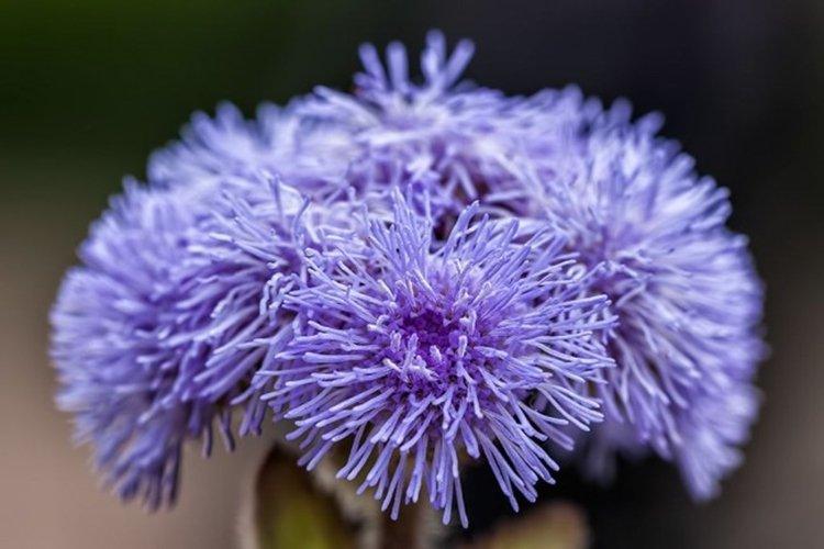 Ageratum Blue Mink - druhy ageratum Ageratum Blue Mink - druhy ageratum