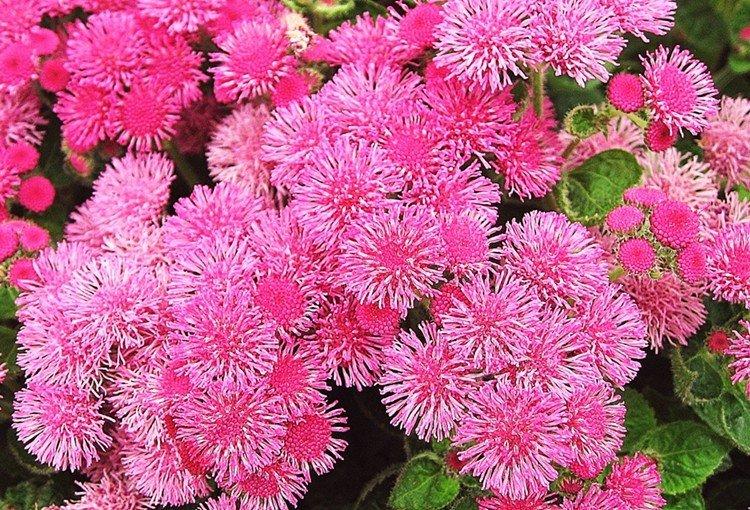 Ružová guľa ageratum - druhy agerata Ružová guľa ageratum - druhy agerata