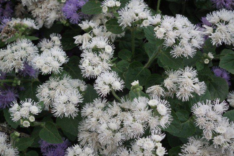 Ageratum Alba - druhy ageratum Ageratum Alba - druhy ageratum
