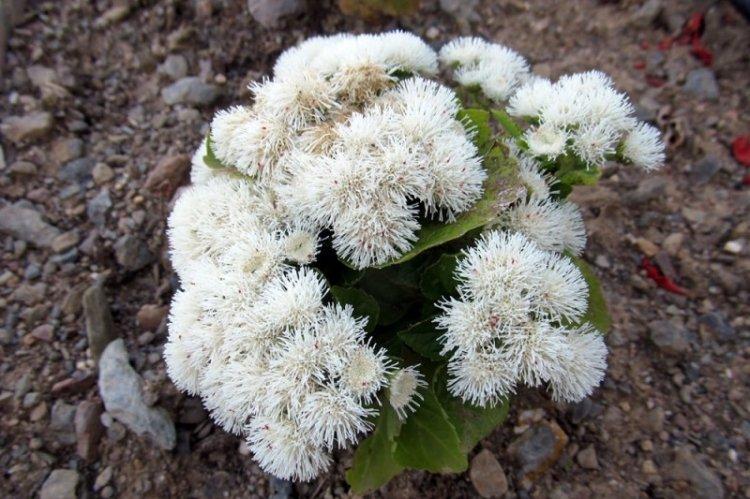 Letný sneh Ageratum - druhy agerata Letný sneh Ageratum - druhy agerata
