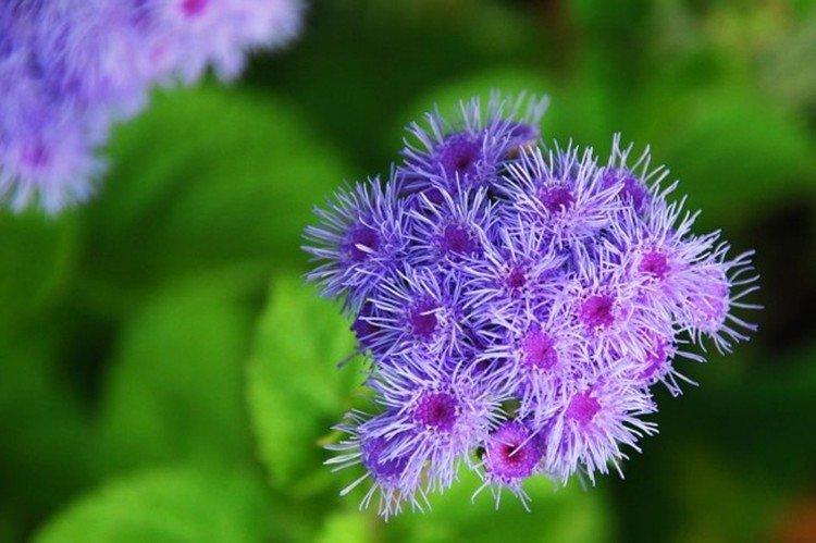 Ageratum Blausternchen - druhy ageratum Ageratum Blausternchen - druhy ageratum