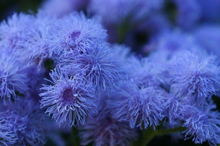 Ageratum Blue Mink - druhy ageratum Ageratum Blue Mink - druhy ageratum
