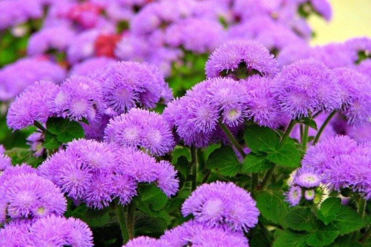 Teplota a osvetlenie - starostlivosť o ageratum Teplota a osvetlenie - starostlivosť o ageratum