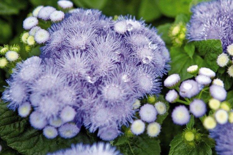 Polievanie - starostlivosť o ageratum Polievanie - starostlivosť o ageratum