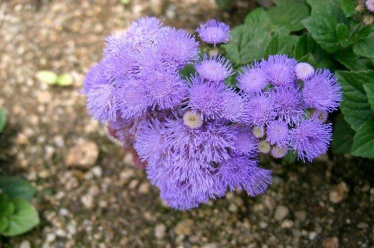 Hnojivá a kŕmenie - Starostlivosť o ageratum Hnojivá a kŕmenie - Starostlivosť o ageratum