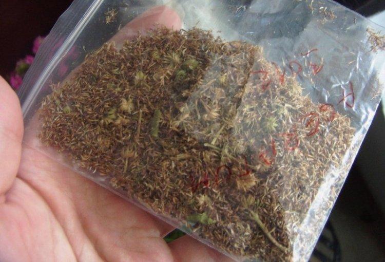 Výsadba a reprodukcia - starostlivosť o ageratum Výsadba a reprodukcia - starostlivosť o ageratum