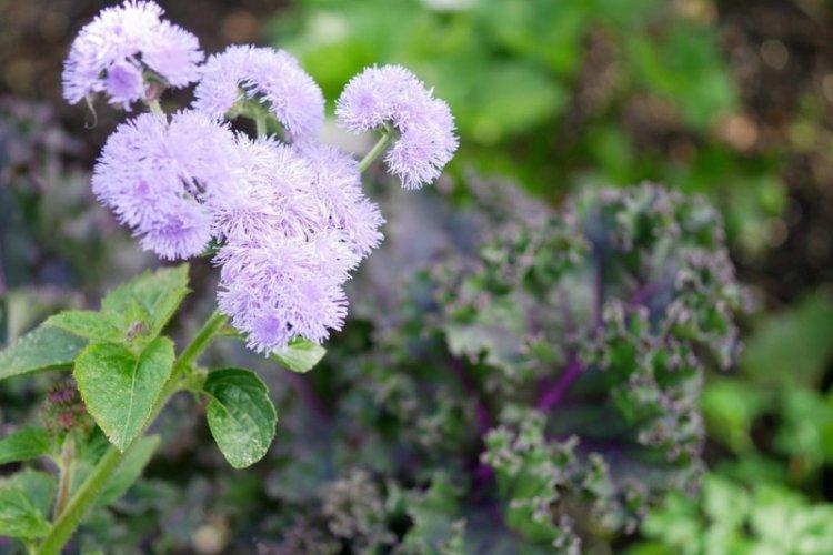 Prerezávanie - starostlivosť o ageratum Prerezávanie - starostlivosť o ageratum