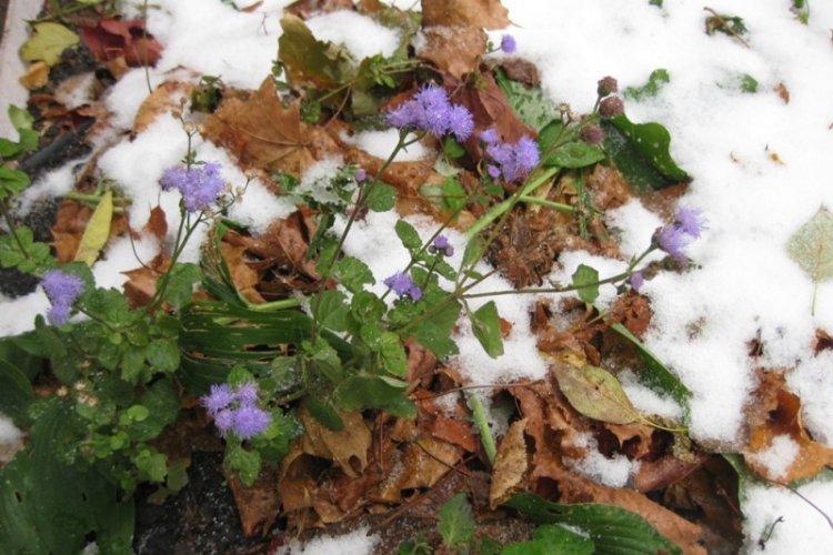 Zimovanie - starostlivosť o ageratum Zimovanie - starostlivosť o ageratum
