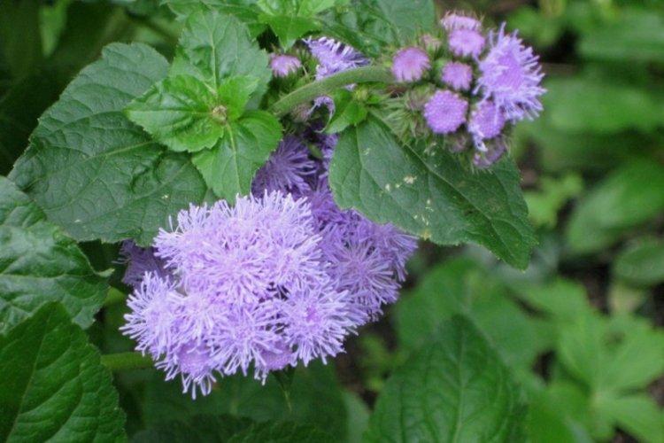 Kontrola škodcov a chorôb - Ageratum Kontrola škodcov a chorôb - Ageratum