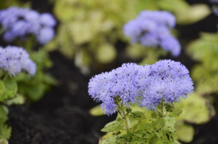 Kontrola škodcov a chorôb - Ageratum Kontrola škodcov a chorôb - Ageratum