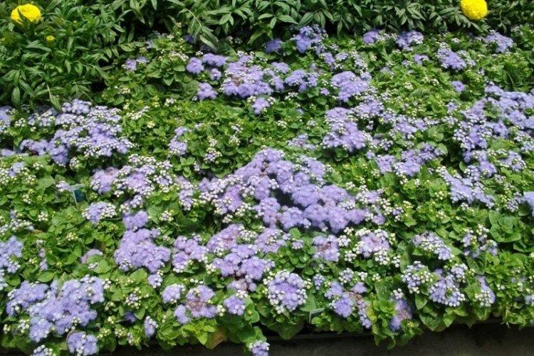 Ageratum - fotografia Ageratum - fotografia