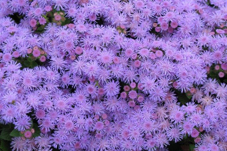 Ageratum - fotografia Ageratum - fotografia