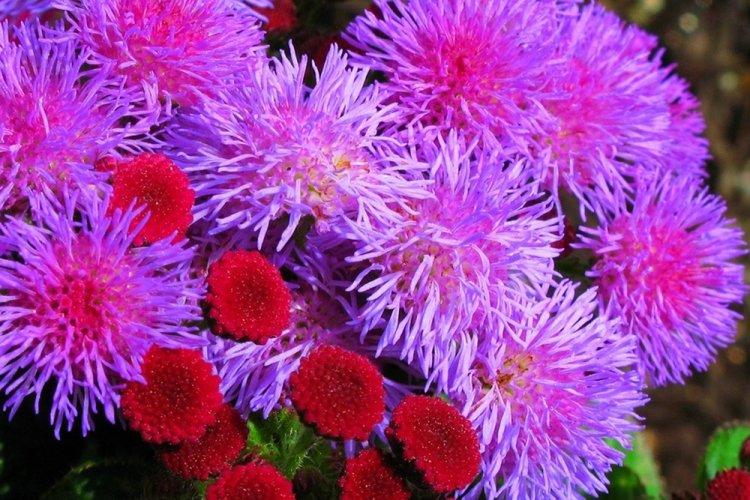 Ageratum - fotografia Ageratum - fotografia