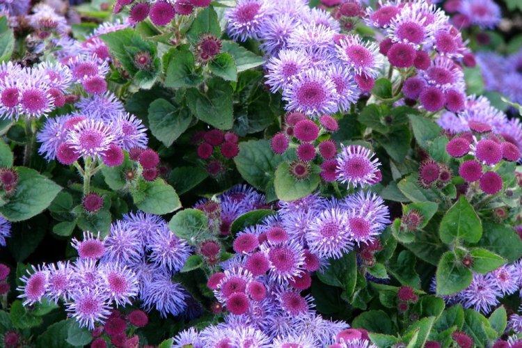 Ageratum - fotografia Ageratum - fotografia