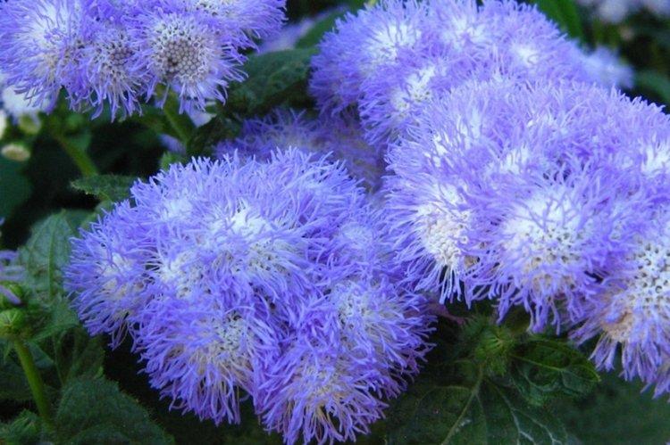 Ageratum - fotografia Ageratum - fotografia