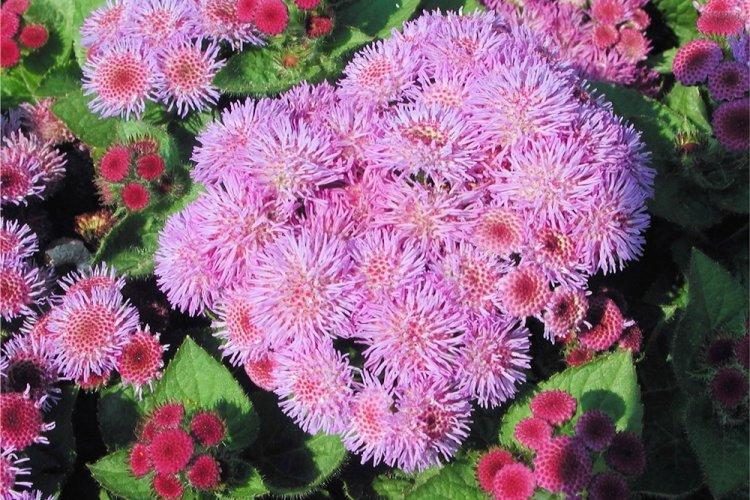 Ageratum - fotografia Ageratum - fotografia