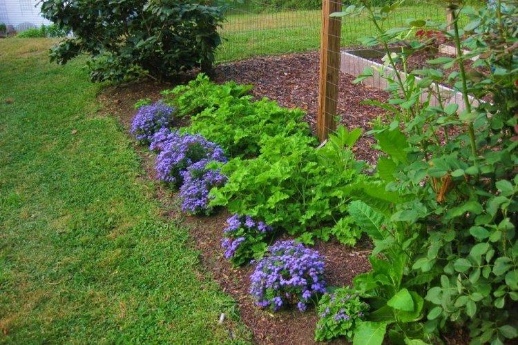 Ageratum - fotografia Ageratum - fotografia