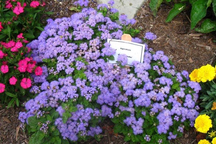 Ageratum - fotografia Ageratum - fotografia