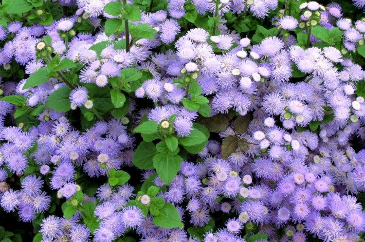 Ageratum - fotografia Ageratum - fotografia