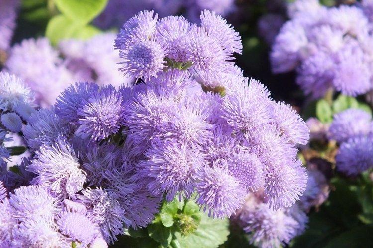 Ageratum - fotografia Ageratum - fotografia