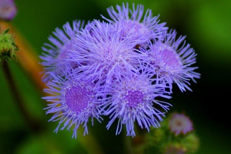 Ageratum - fotografia Ageratum - fotografia