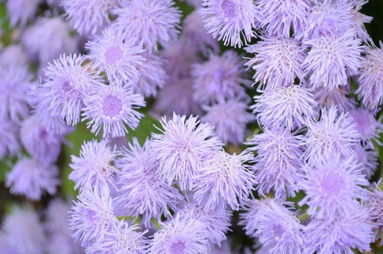 Ageratum - fotografia Ageratum - fotografia