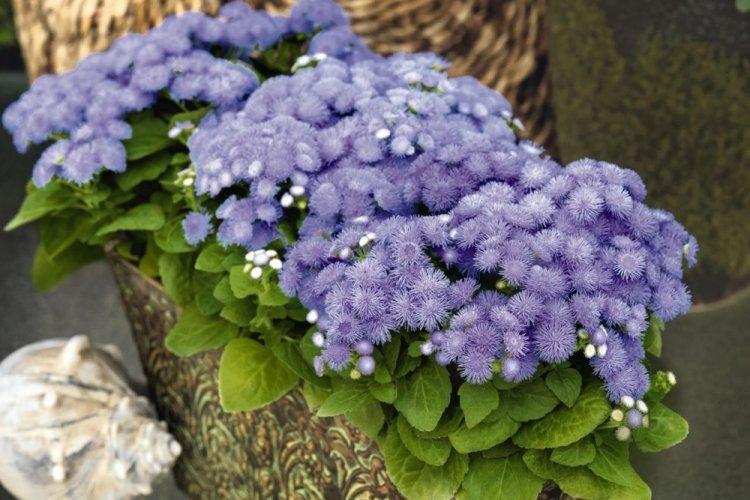 Ageratum - fotografia Ageratum - fotografia