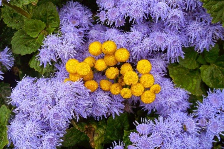 Ageratum - fotografia Ageratum - fotografia
