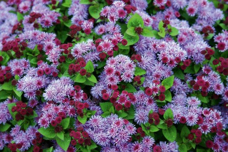 Ageratum - fotografia Ageratum - fotografia