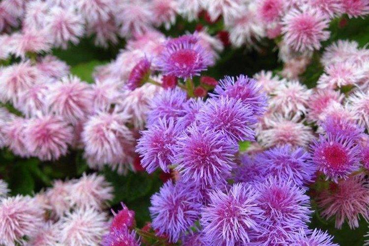 Ageratum - fotografia Ageratum - fotografia