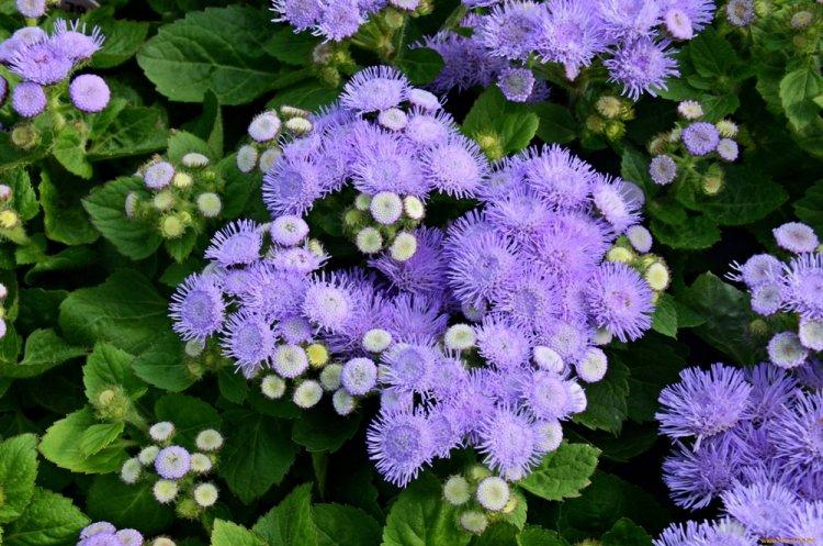 Ageratum - fotografia Ageratum - fotografia