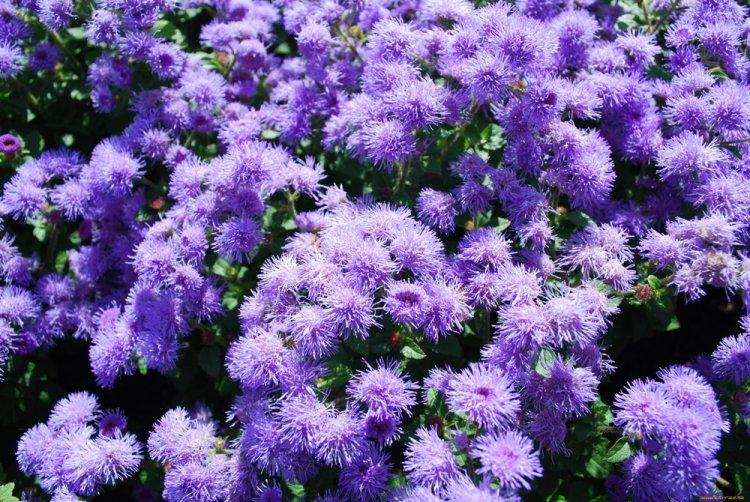 Ageratum - fotografia Ageratum - fotografia