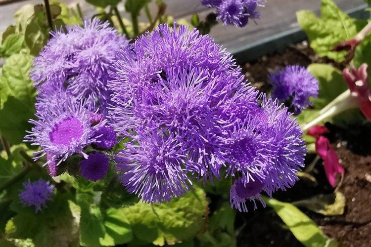 Ageratum - fotografia Ageratum - fotografia