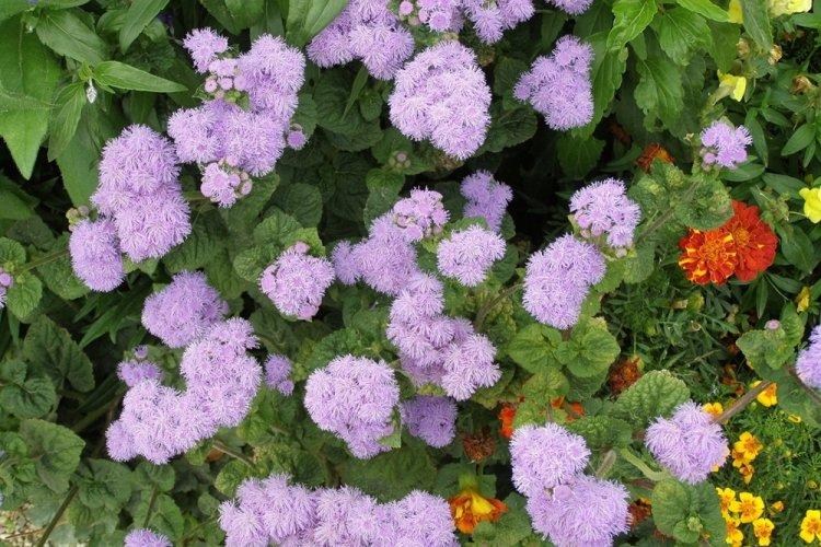 Ageratum - fotografia Ageratum - fotografia