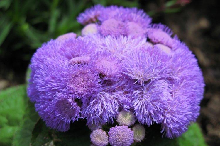 Ageratum - fotografia Ageratum - fotografia