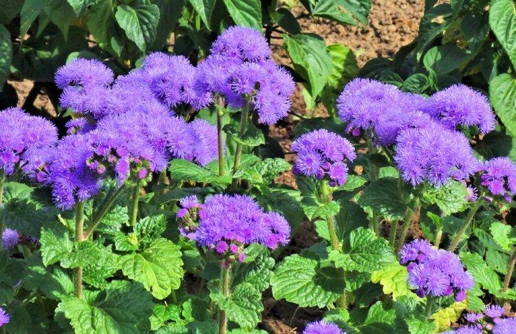 Ageratum - fotografia Ageratum - fotografia