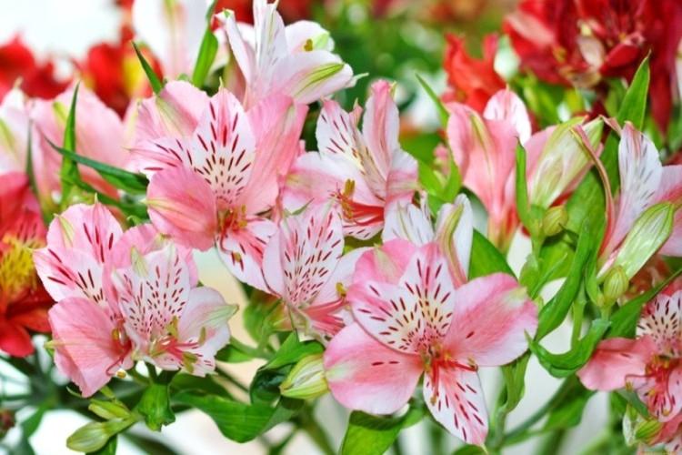 Alstroemeria (60 nuotraukų): priežiūros rūšys ir ypatybės