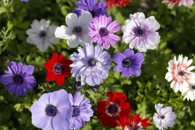 Anemones (70 photos): types and proper care Anemones (70 photos): types and proper care