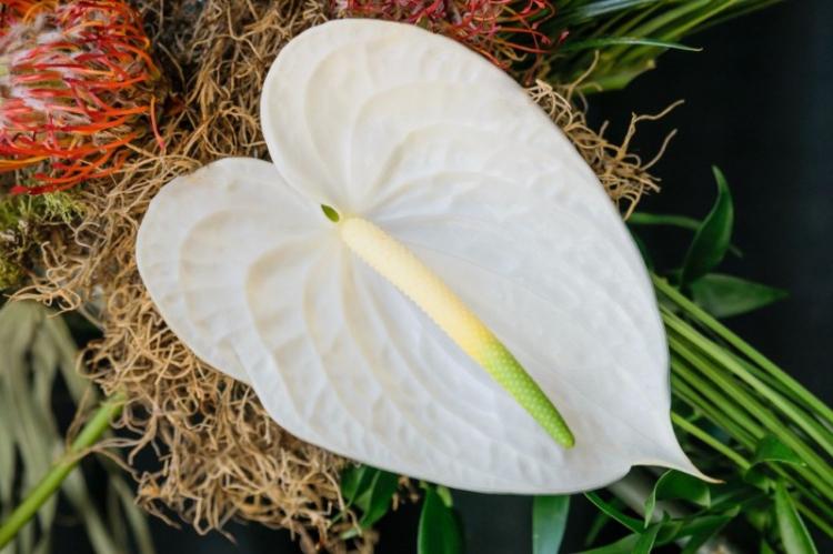 Anthurium (75 fotografií): typy a náležitá starostlivosť Anthurium (75 fotografií): typy a náležitá starostlivosť