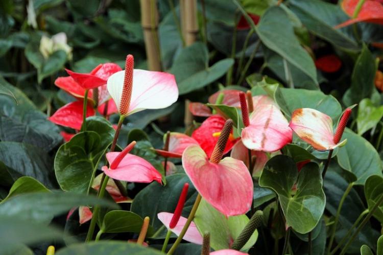 Všeobecné vlastnosti - Anthurium Všeobecné vlastnosti - Anthurium