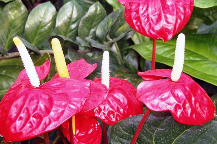 Anthurium Andre - Druhy antúria Anthurium Andre - Druhy antúria