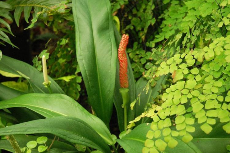 Anthurium Baker - Druhy antúria Anthurium Baker - Druhy antúria