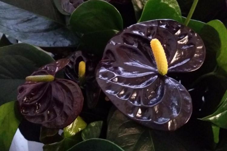 Čierna kráľovná alebo Čierny princ - druhy Anthurium Čierna kráľovná alebo Čierny princ - druhy Anthurium