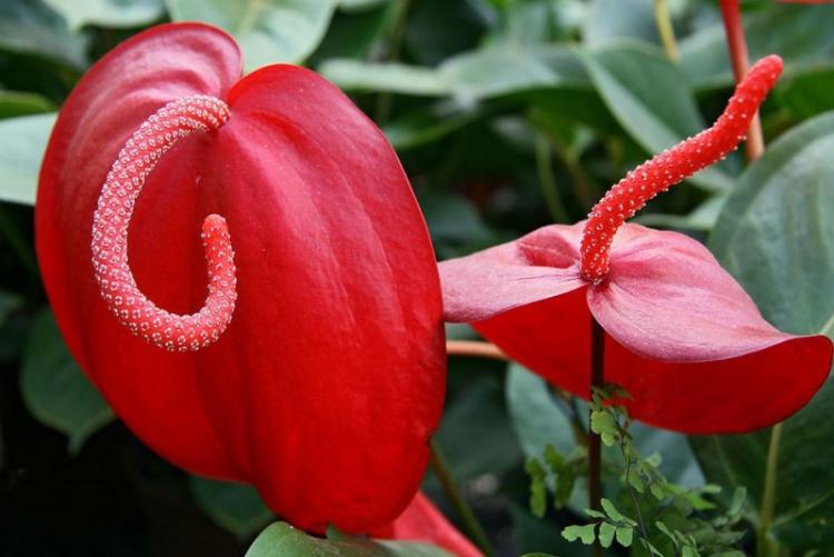 Anthurium Scherzer - Druhy antúria Anthurium Scherzer - Druhy antúria