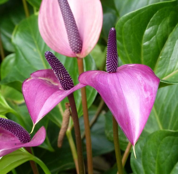 Tulipán Anthurium - Druhy antúria Tulipán Anthurium - Druhy antúria