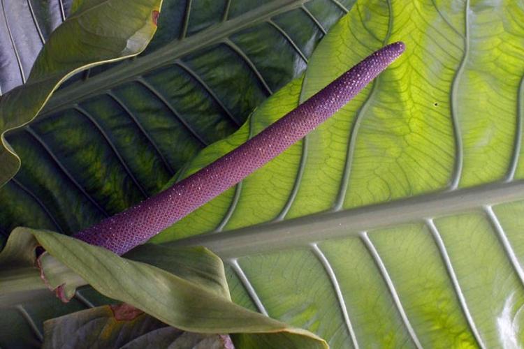 Anthurium Hooker - Druhy antúria Anthurium Hooker - Druhy antúria
