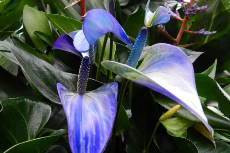 Princezná Alexia - druh Anthurium Princezná Alexia - druh Anthurium
