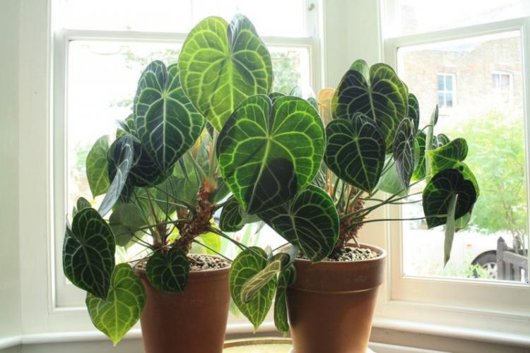 Anthurium číry zúbkovaný - druhy antúria Anthurium číry zúbkovaný - druhy antúria